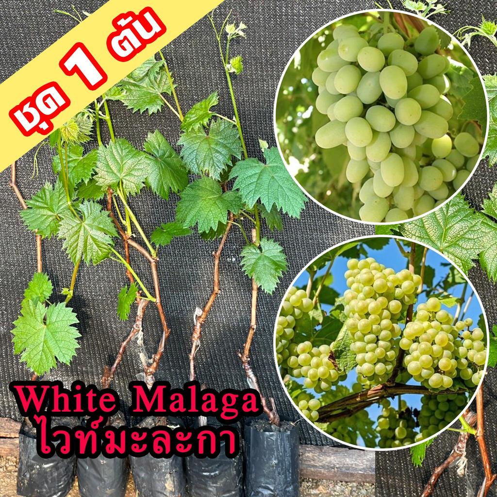 1 ต้นองุ่น White Malaga ต้นพันธุ์องุ่นไวท์มะละกาเสียบยอดสูง 40-60 ซม. ต้นองุ่นสายพันธุ์เก่าแก่จากเมืองมาลากา สเปน