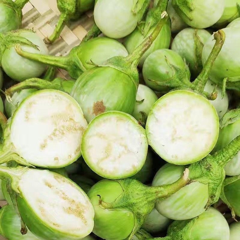 Thai Eggplant Seeds มะเขือเปราะ หยาดทิพย์ 200เมล็ด ศรแดง Thai eggplant seeds ง่าย ๆ