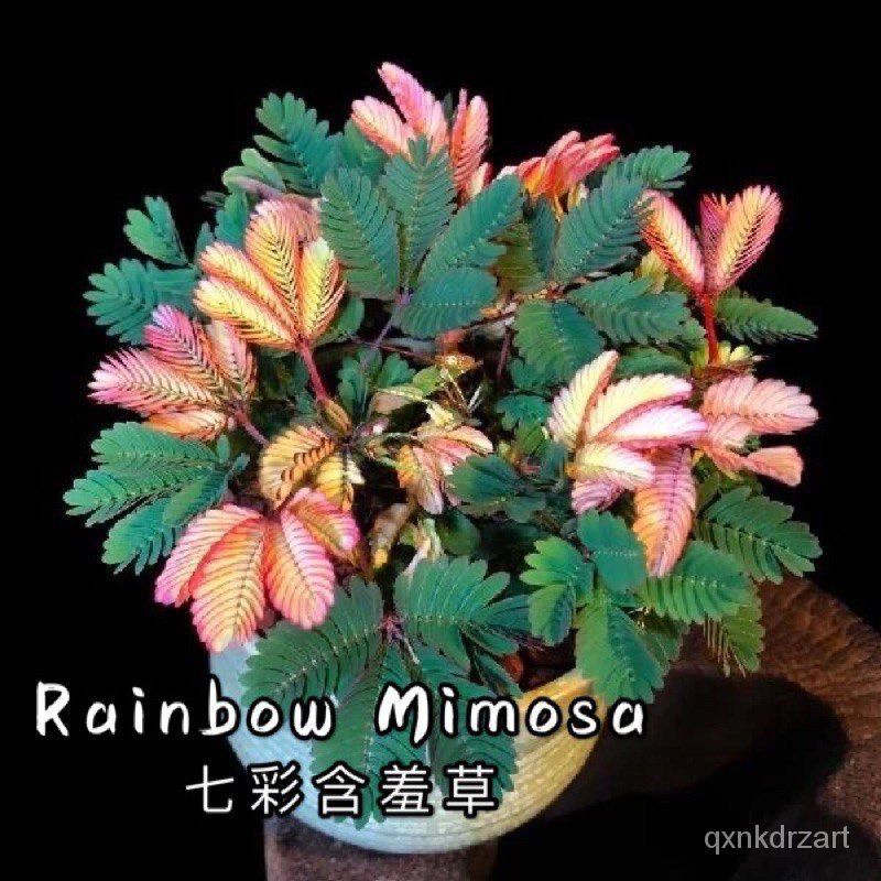 พร้อมสต็อก 50 เมล็ดดอกไม้ Rainbow Mimosa เมล็ดดอกไม้สีสันสดใส Mimosa เมล็ด Mimosa สีสันสดใส KEPL