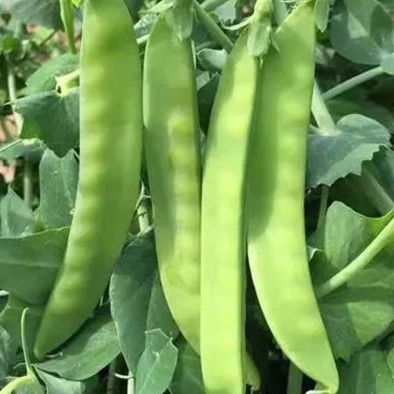 เมล็ด :Snow pea Seeds  Green Peas ถั่วหิมะ ถั่วลันเตา ถั่วลันเตาหิมะ เมล็ดผัก เมล็ดพันธุ์ ถั่วหวาน 10 เมล็ดเมล็ดพันธุ์