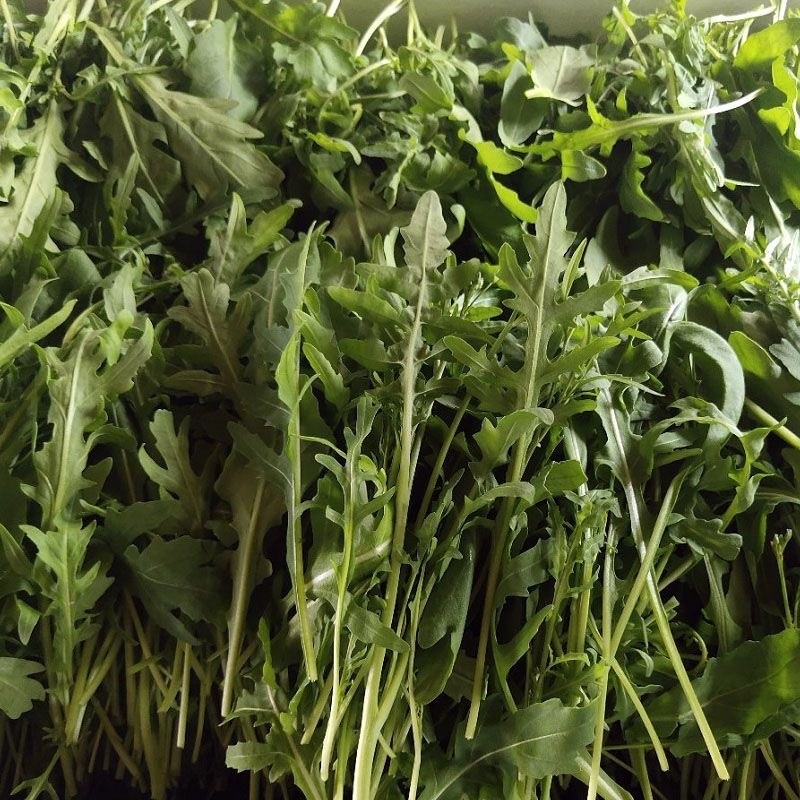 Arugula Seeds เมล็ด ARUGULA Organic  ร็อกเก็ต ออร์แกนิค ง่ายต่อการปลูก 400 เมล็ด/แพ็ค ง่ายต่อการปลูก
