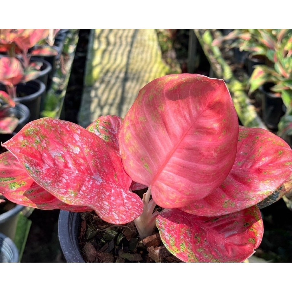 มุมมอง 2