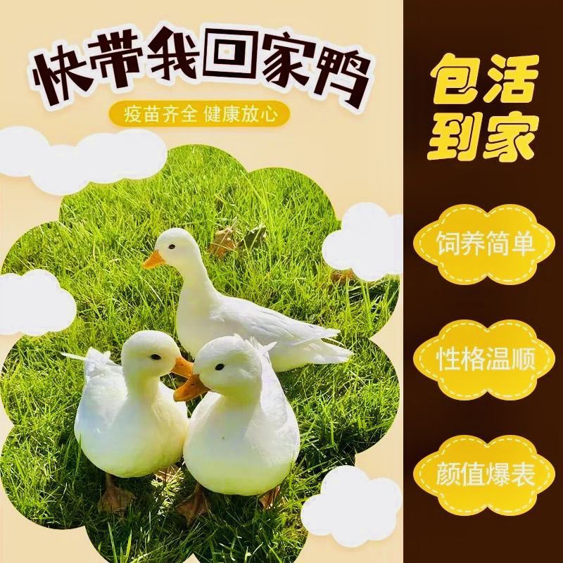 สัตว์เลี้ยงน่ารักเหนียวน่ารักแท้ Influencer Cole Duck Can Reach Duck Pure Race Level Living Duck You