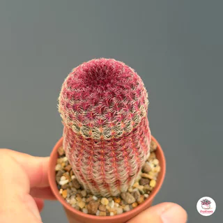 เรนโบว์ Echinocereus Pectinatus Rubispinus แคคตัส กระบองเพชร cactus&succulent