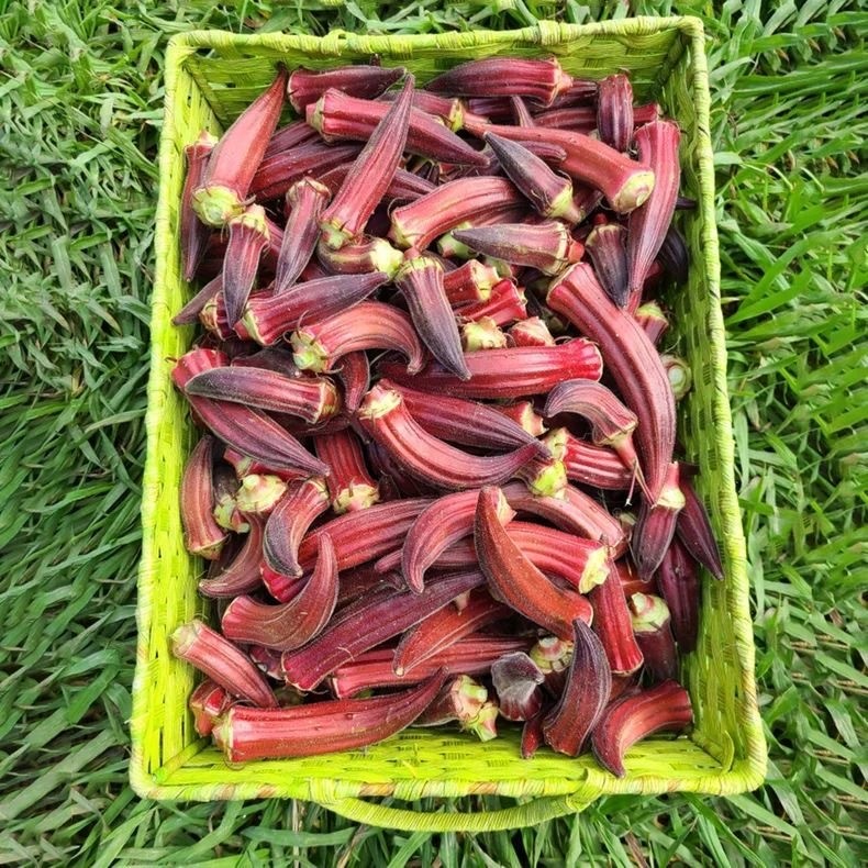 Red Okra Seeds  เมล็ดพันธุ์กระเจี๊ยบฝักแดง 20 เมล็ด - อัตรางอกสูง ปลูกง่าย - รูปที่ 3