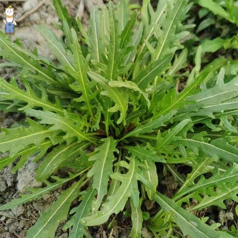 พืชผัก 400 เมล็ด ผักร็อกเก็ต Arugula Seeds Family vegetable garden การปลูกแบบอนุรักษ์ธรรมชาติ เมล็ดพ