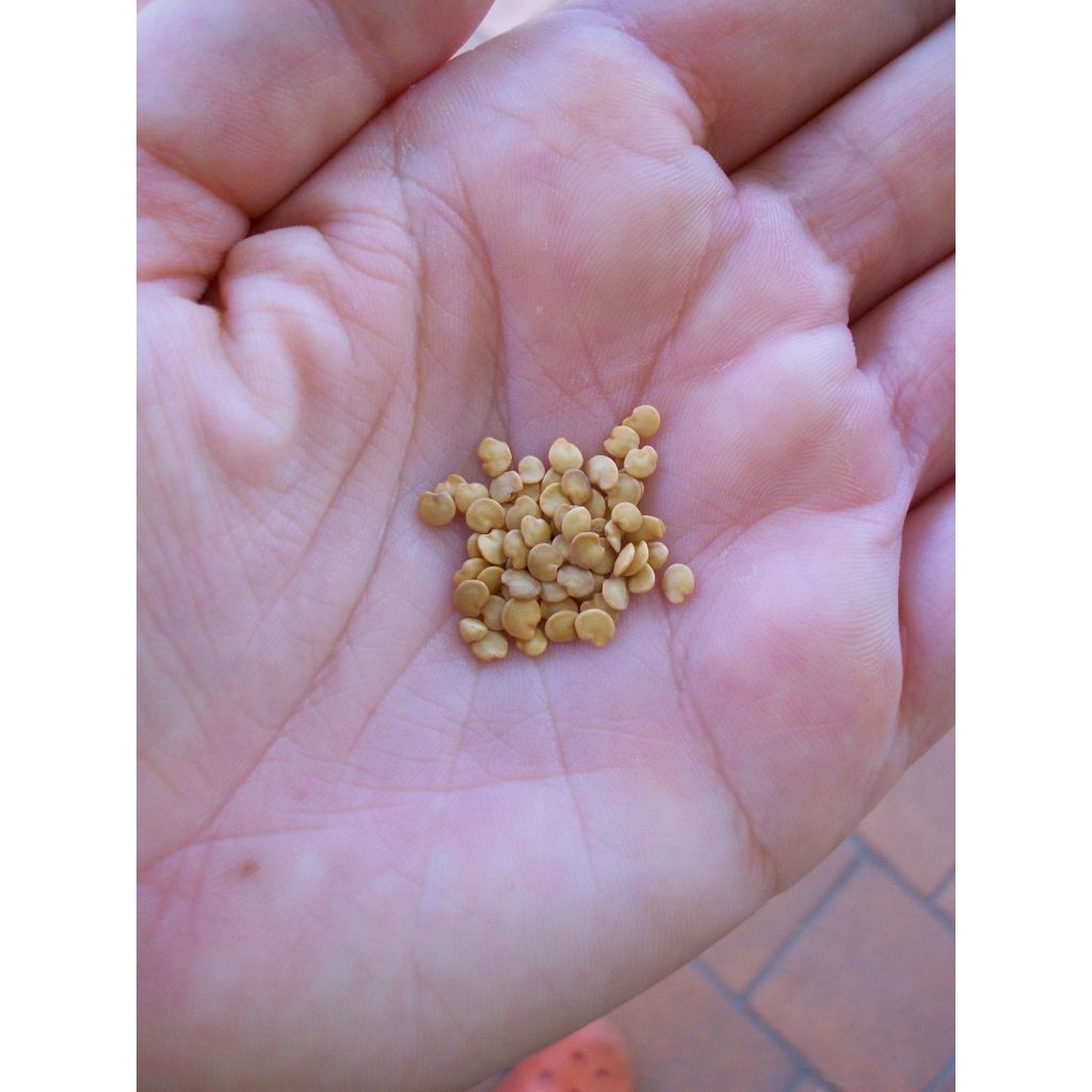 100เมล็ด ขั้วและผมสีม่วงดำ EGGPLANT SEEDS เมล็ดมะเขือยาวสีม่วง เมล็ดมะเขือยาวสีดำ ผลผลิตสูง - รูปที่ 6