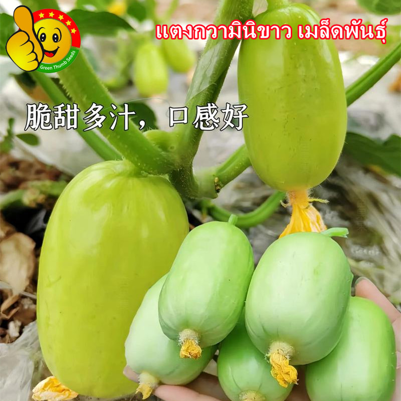 เมล็ดแตงกวาจิ๋วเมล็ดแตงกวา Mini Cucumber Seeds แตงกวาขาวมินิ เมล็ดแตงกวาแคระ พันธุ์แตงกวามินิ เมล็ดพันธุ์ 