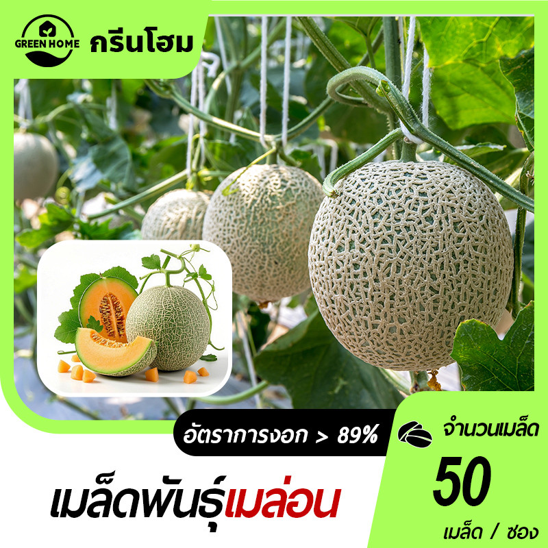 เมล่อนญี่ปุ่น📌มาชิตะ🍀เมล็ดพันธุ์เมล่อนมาชิตะ50เมล็ด🎯งอกง่าย โตไว☘️ผลโต👍หวานอร่อย