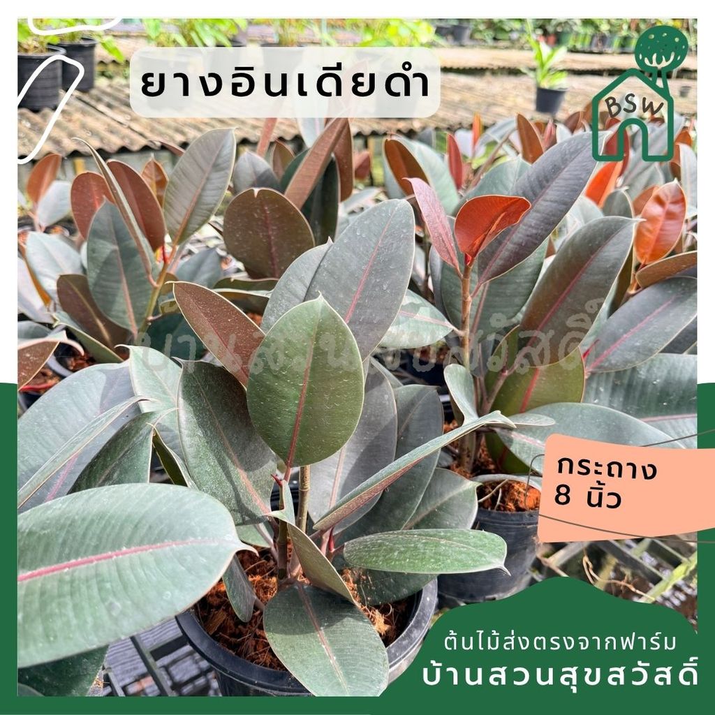 มุมมอง 2