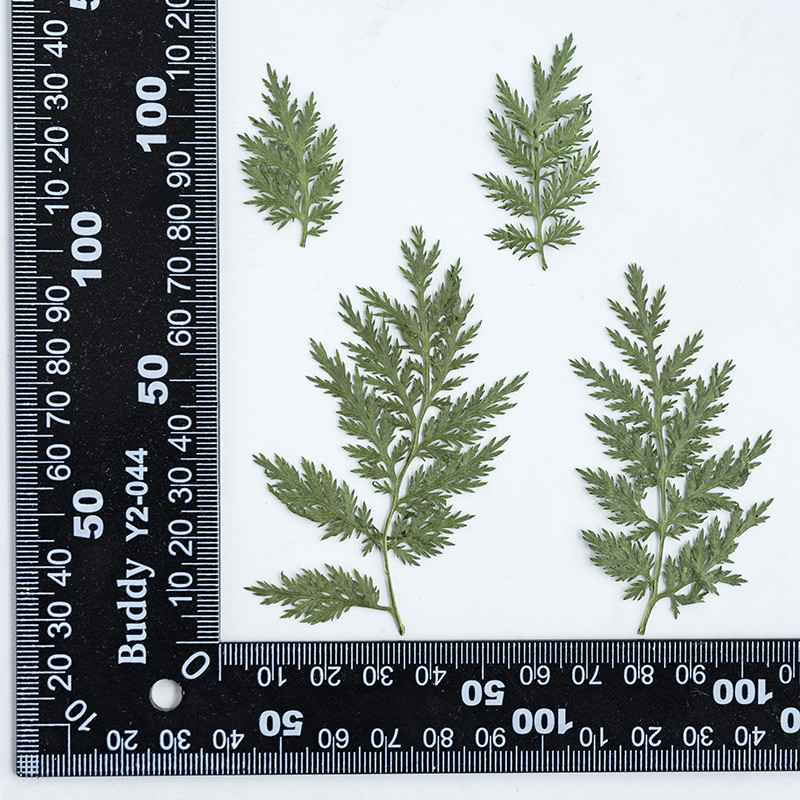 สติกเกอร์ใบไม้แฮนด์เมด 12 ชิ้นสําหรับนักเรียนชั้นประถมศึกษาของ Artemisia anua สนสีธรรมชาติที่คั่นหนังสืออนุบาล