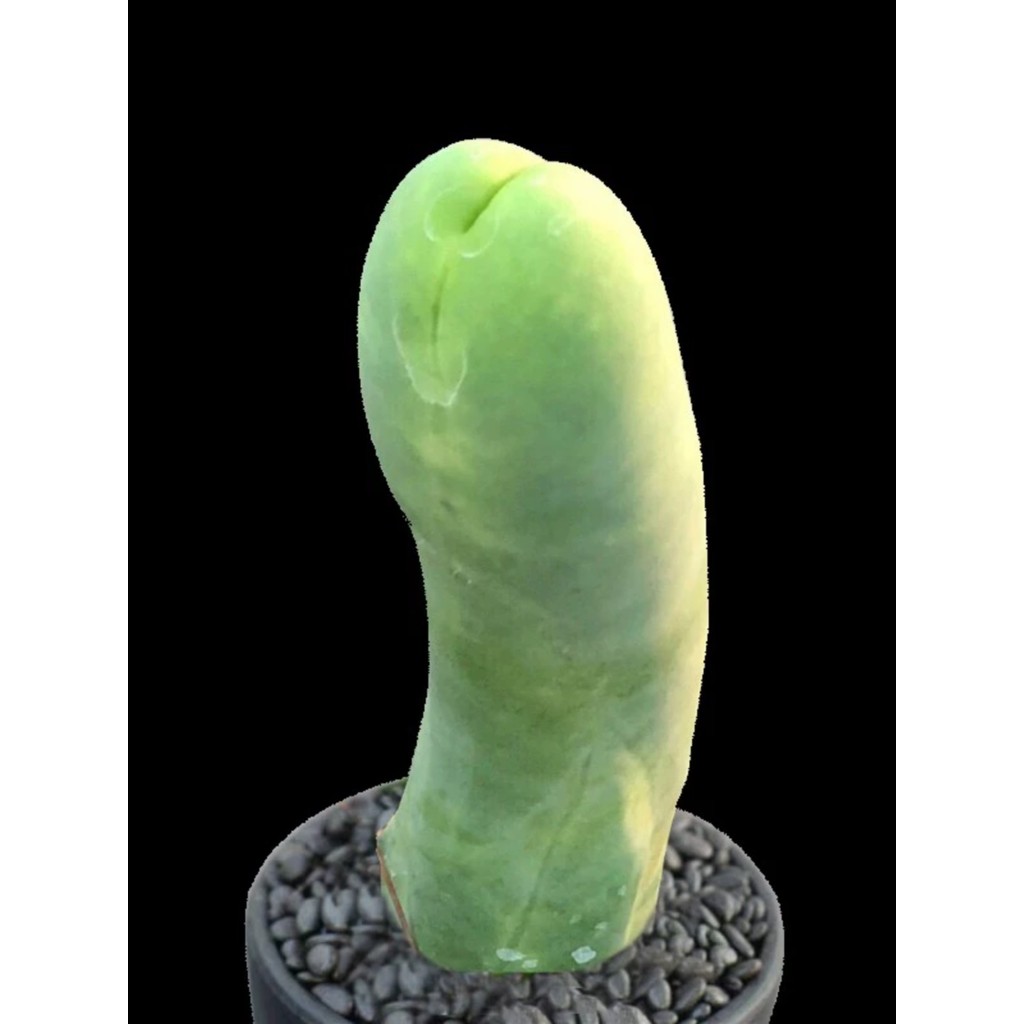 คอลัมน์ความสําเร็จ One More Thing One More Racket Evil Rare Cactus Cactus คอลัมน์กระบองเพชร