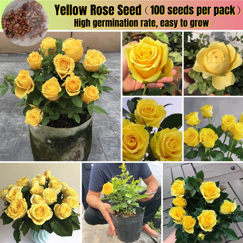 Local Growing 100PCS Yellow Rose Seeds Rare Rose Flower Seeds Biji Murah Pasu Hiasan Dalam Rumah