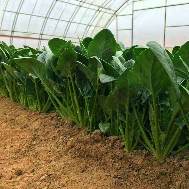 Spinach Green Seeds ผลผลิตสูง ปวยเล้ง ไจแอ้นท์โนเบล 100 เมล็ด   ผลผลิตสูงแท้ นำเข้าจากต่างประเทศ ปลูกผัก ผลผลิตสูง