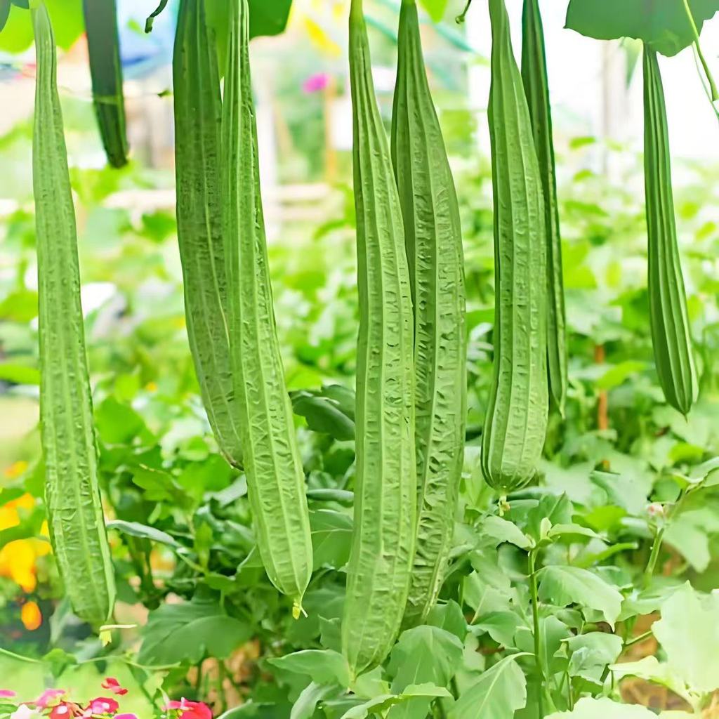 Patola Tagalog Seeds เมล็ดพันธุ์บวบเหลี่ยมออร์แกนิก 10 เมล็ด/ซอง - ปลูกกลางแจ้งง่าย