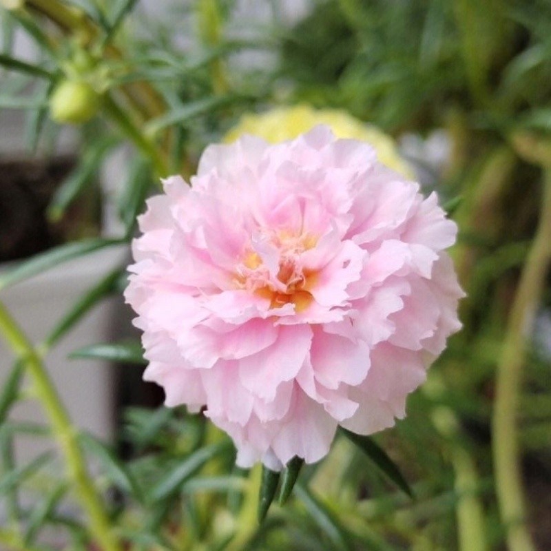 ไม้ดอก 200 เมล็ด Portulaca Seedดอกคุณนายตื่นสายซ้อน ไม้ประดับภูมิสถาปัตยกรรม ผลผลิตสูงคุณภาพดีผลผลิตสูง - รูปที่ 2