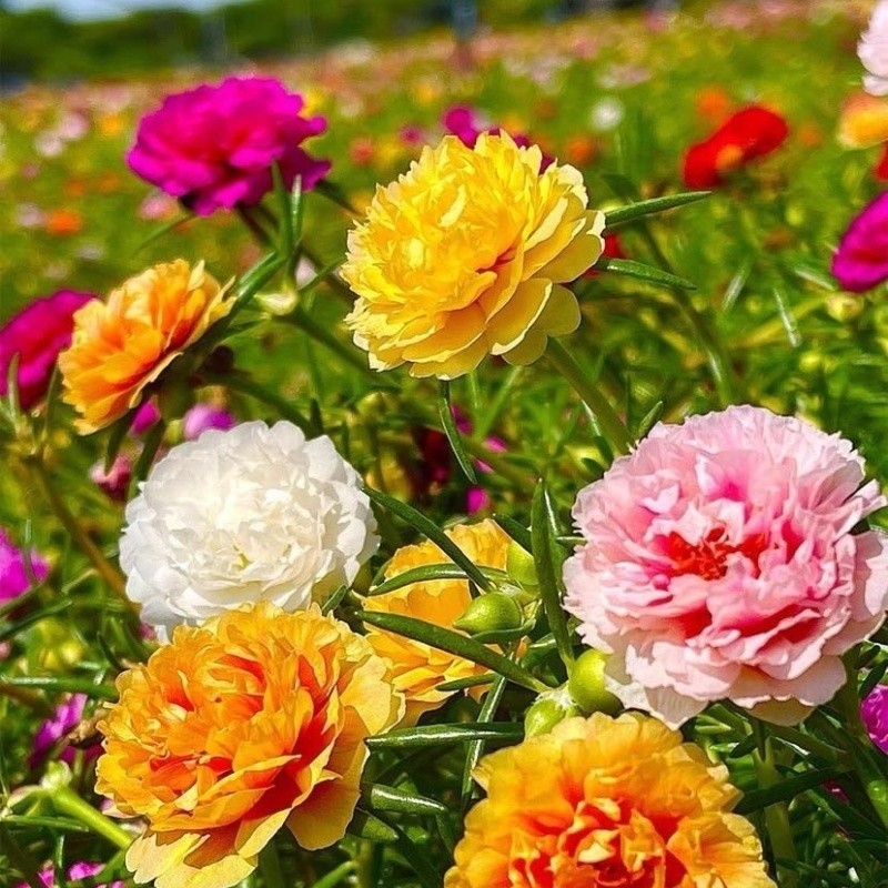 ไม้ดอก 200 เมล็ด Portulaca Seedดอกคุณนายตื่นสายซ้อน ไม้ประดับภูมิสถาปัตยกรรม ผลผลิตสูงคุณภาพดีผลผลิตสูง - รูปที่ 4