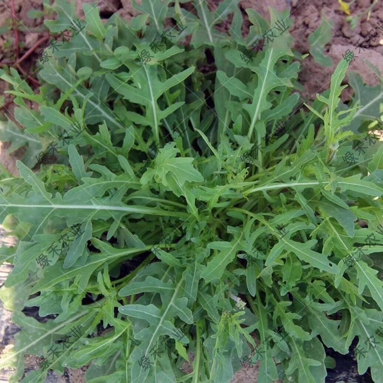 Arugula Seeds เมล็ด ARUGULA Organic  ร็อกเก็ต ออร์แกนิค งอกสูง 400 เมล็ด/แพ็ค งอกสูง