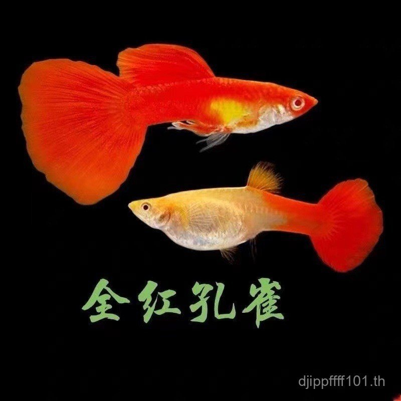 อเมริกัน Good Health Care สีแดงทั้งหมดปลาขนาดเล็กบริสุทธิ์ Guppy Good Tropical ปลาทน Big Tail Living