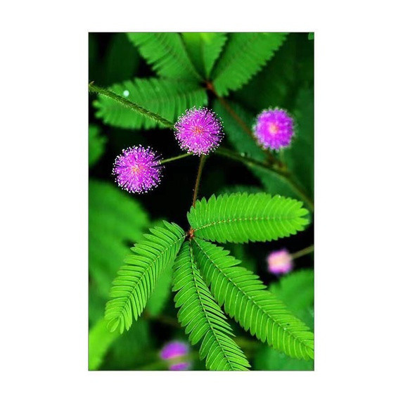 พร้อมสต็อก 50 เมล็ดดอกไม้ Rainbow Mimosa Seeds เมล็ดดอกไม้สีสันสดใส Mimosa เมล็ด Mimosa สีสันสดใส