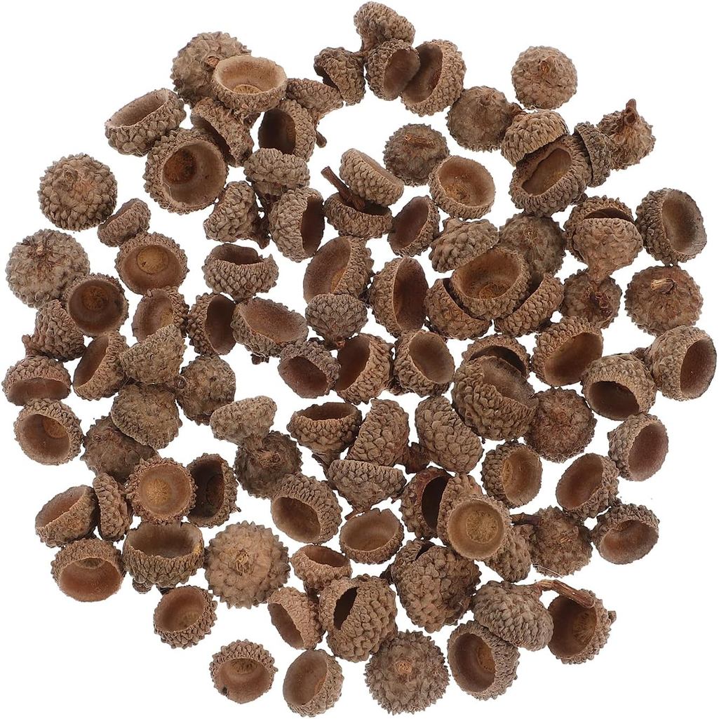 Ciieeo หัตถกรรมแจกันธรรมชาติ Acorns จํานวนมากจริง Rustic Acorns หมวกสําหรับหัตถกรรมคริสต์มาสวันขอบคุ