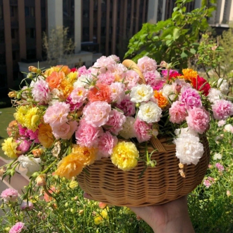 ไม้ดอก 200 เมล็ด Portulaca Seedดอกคุณนายตื่นสายซ้อน ไม้ประดับภูมิสถาปัตยกรรม ง่ายต่อการปลูกคุณภาพดีง่ายต่อการปลูก