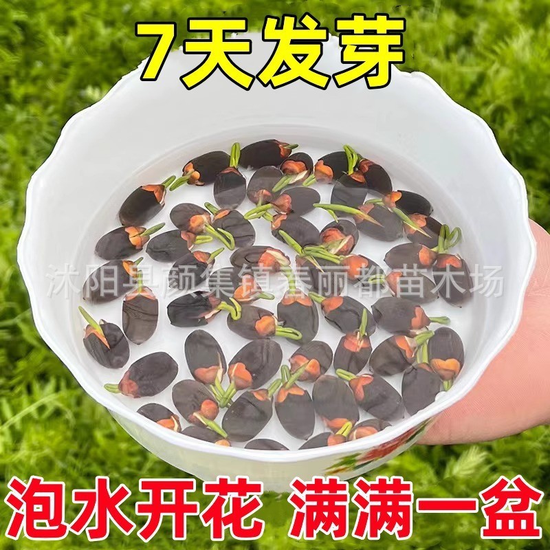 สิ่งอเมริกันมีโกดัง Four Seasons Flowering Hydroponic Water Lily Lotus Seed Flower Seed Lotus Seed B