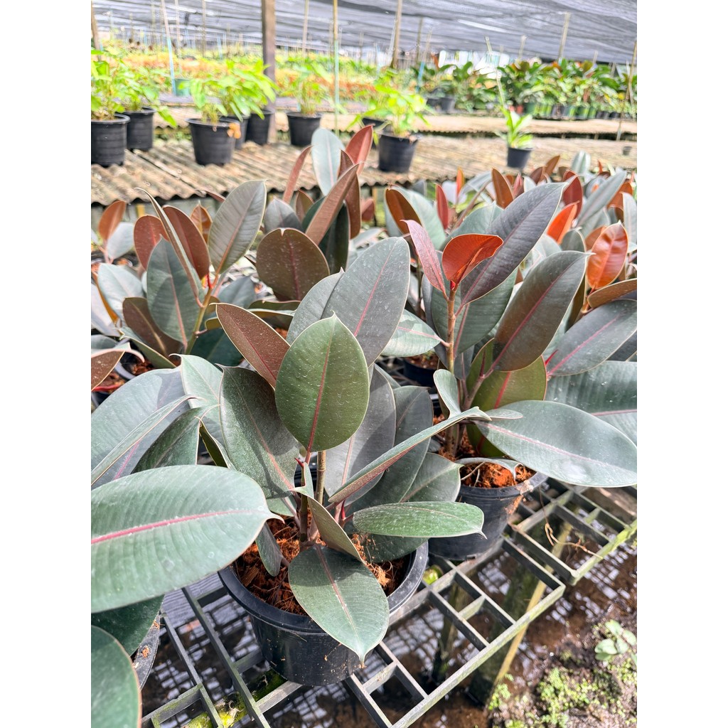 มุมมอง 4