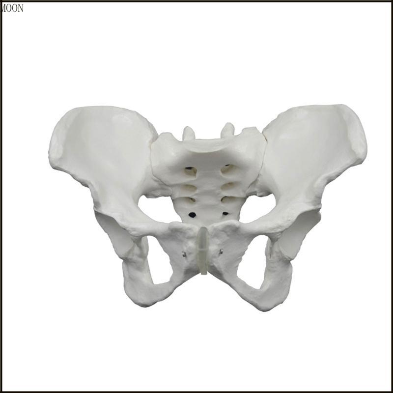 MOON Anatomical หญิง Pelvis รุ่นชีวิตขนาดหญิง Pelvis กระดูกสําหรับโรคจิตและนรีเวชวิทยาการศึกษาการตั้