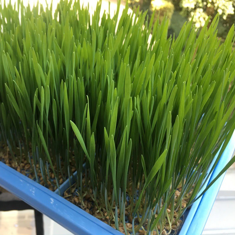 Cat Grass Seeds 【50 เมล็ด】เมล็ดพันธุ์หญ้าสัตว์เลี้ยงพรีเมียม ปลูกง่าย สำหรับสัตว์เลี้ยงทุกชนิด ช่วยในระบบย่อยอาหาร