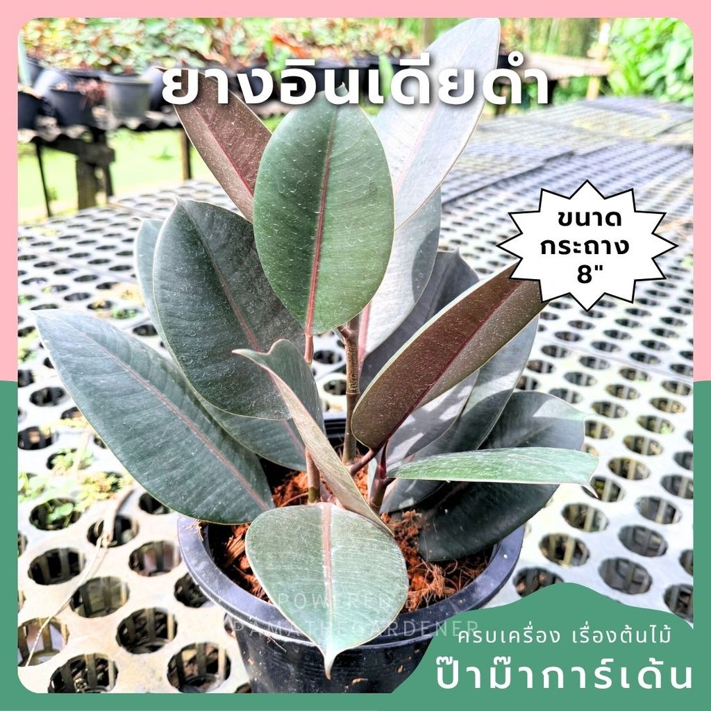 ต้นยางอินเดียดำ ขนาด 8 นิ้ว ฟอร์มกอ 3 ต้น - Indian Rubber Tree (Black Form)