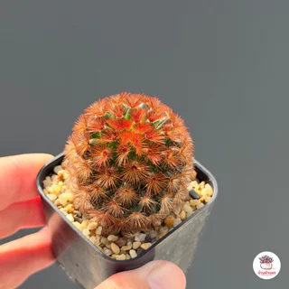แมมมิลาเรีย คามิเน่แดง Mammillaria carmenae แคคตัส กระบองเพชร cactus&succulent