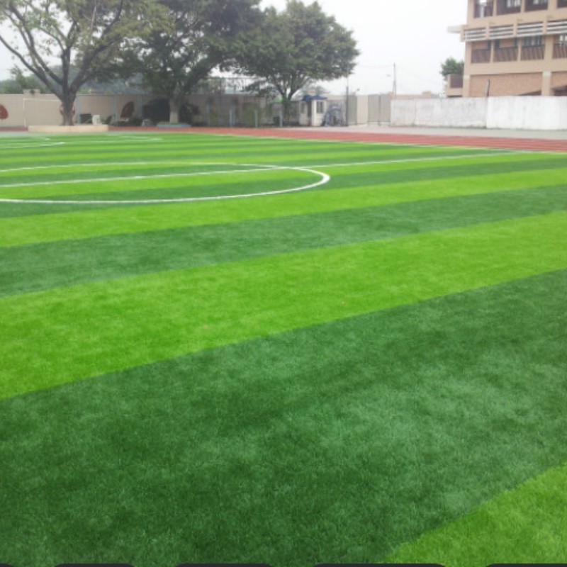 Bermuda Grass Seeds เมล็ดพันธุ์ หญ้าเบอร์มิวด้า 2000 เมล็ด ปลูกทั้งปี งอกง่าย สนามหญ้า