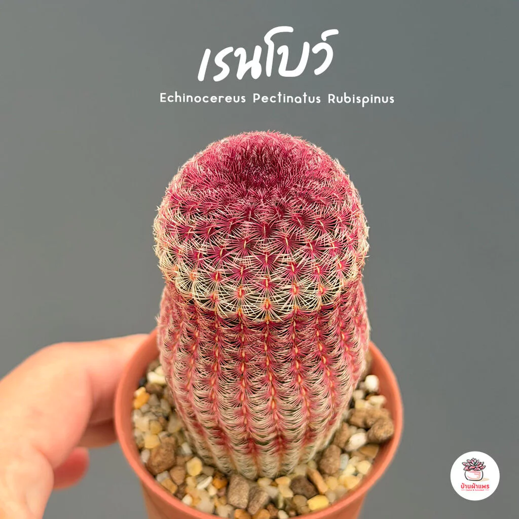 เรนโบว์ Echinocereus Pectinatus Rubispinus แคคตัส กระบองเพชร cactus&succulent