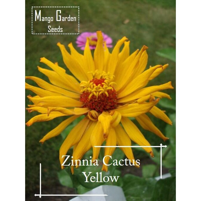 Yellow Cactus Cut Flower Zinnia Seeds - 100 เมล็ด *กระถางที่เป็นมิตร* Tanam Pasu, Benih Bunga Zinnia