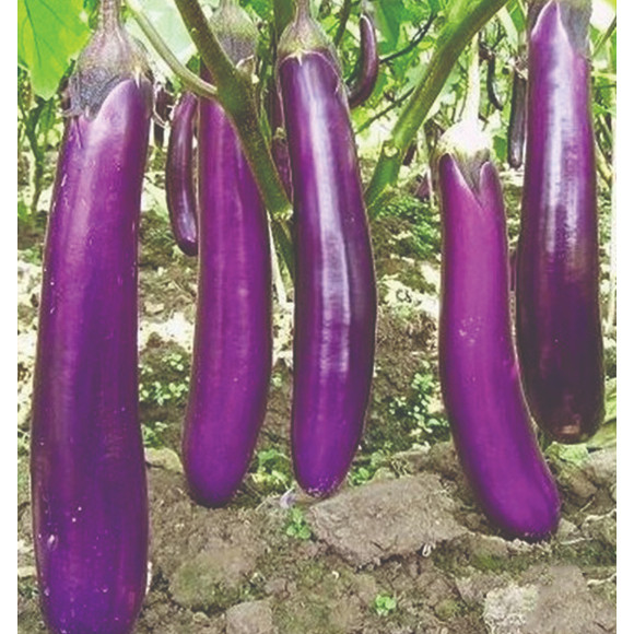 100เมล็ด ขั้วและผมสีม่วงดำ EGGPLANT SEEDS เมล็ดมะเขือยาวสีม่วง เมล็ดมะเขือยาวสีดำ ผลผลิตสูง