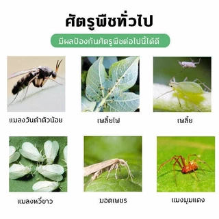 ยาเชื้อราในพืช ยากำจัดเพลี้ย ยากำจัดสัตรูพืช 40g(200เม็ด) ฆ่าแมลงเท่านั้น ไม่ทำร้ายพืช