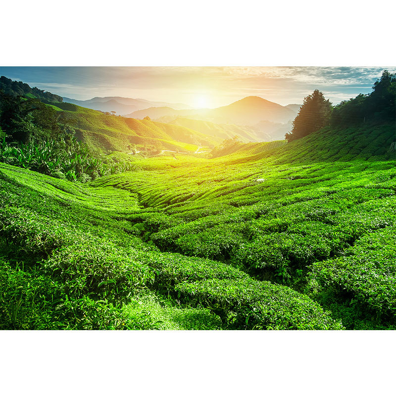 โปสเตอร์สติกเกอร์ภาพทิวทัศน์ธรรมชาติ สีเขียวทุ่งหญ้า ความละเอียดสูง สำหรับติดผนัง
