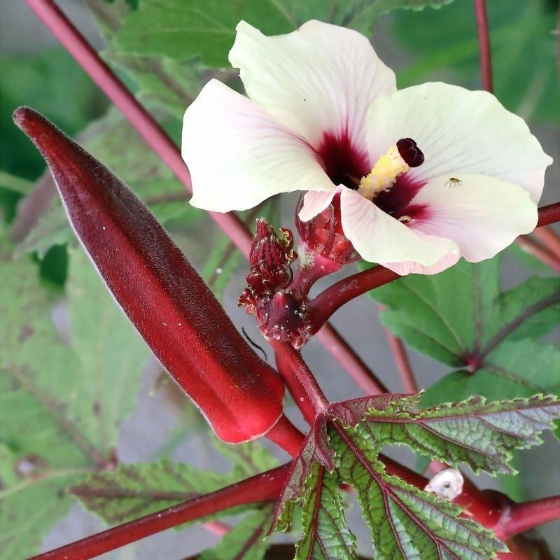 Red Okra Seeds  เมล็ดพันธุ์กระเจี๊ยบฝักแดง 20 เมล็ด - อัตรางอกสูง ปลูกง่าย
