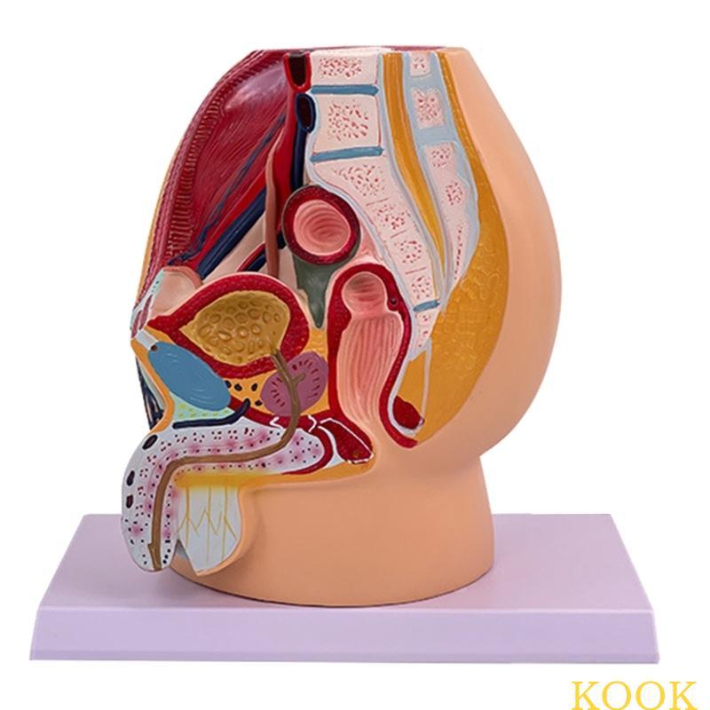 KOOK Anatomical Male Pelvis Cavity Model แบบจําลองอวัยวะสืบพันธุ์ชายที่สมจริง