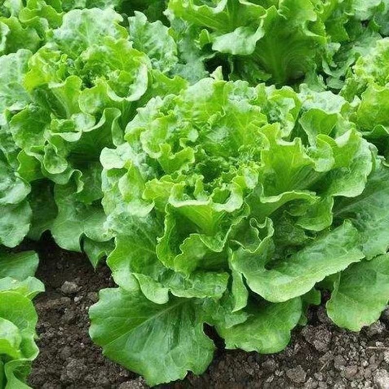 Italian lettuce seeds, ประมาณ 600 เมล็ดผักอิตาเลียนเมล็ดผักเมล็ดพืชสวนครัวค่ะ