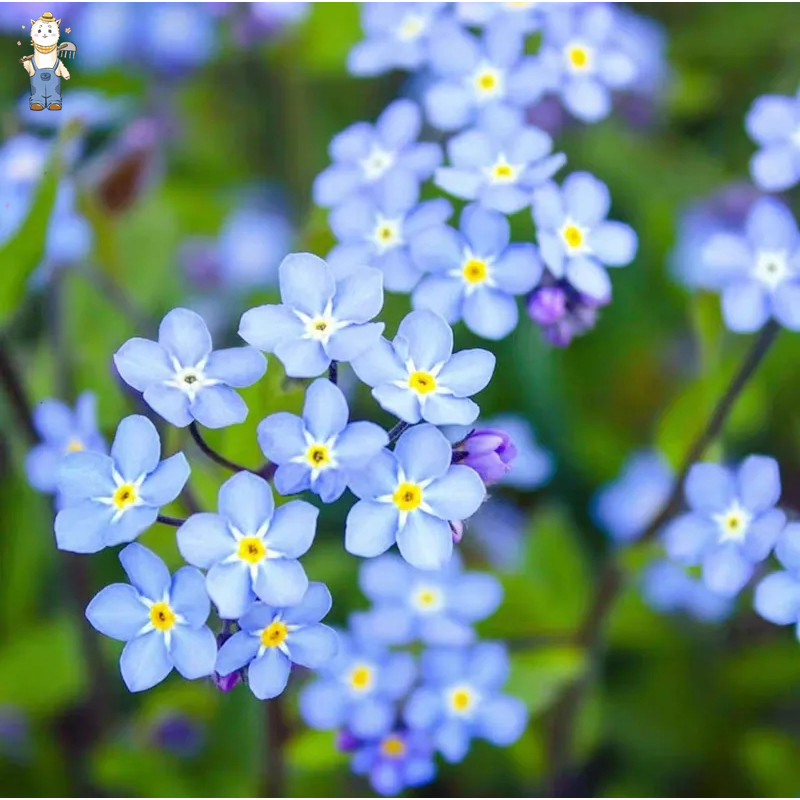 ปลูกง่าย(100เมล็ด/ซอง)เมล็ดพันธุ์ อย่าลืมฉันForget-me-not Seed Blue Seeds for Plantingปลูกง่าย อัตราการงอกสูง ง่าย ๆ