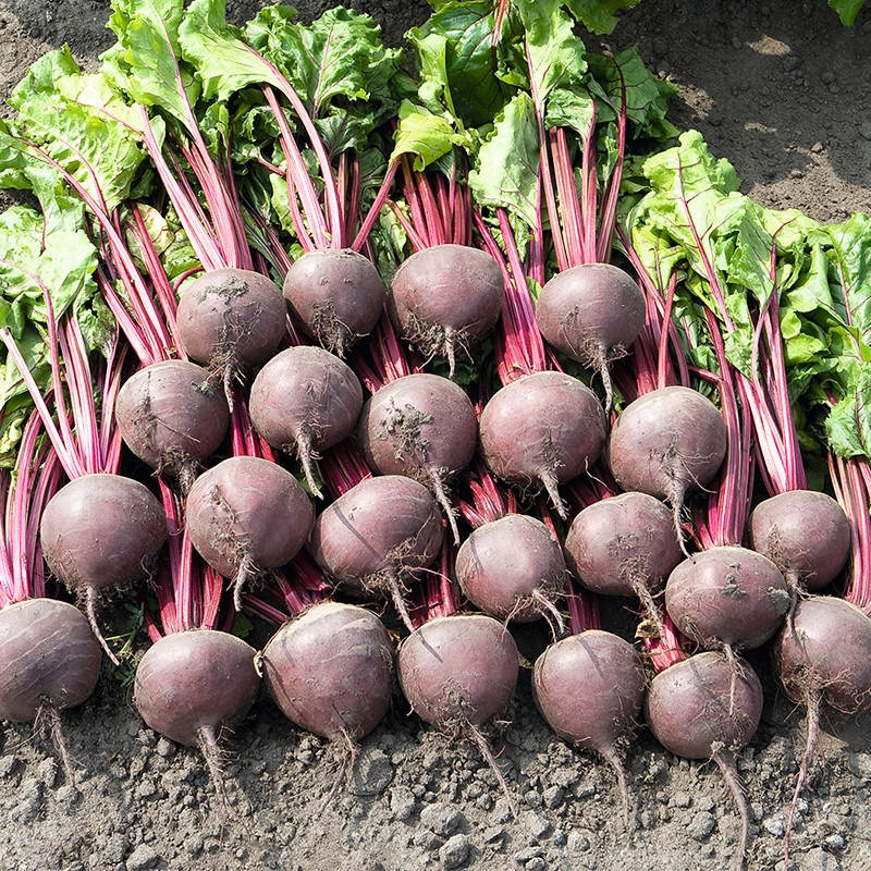 RED BEET SEEDS เมล็ดพันธุ์ บีทรูท 50 เมล็ด ปลูกง่าย คุณค่าสูง ราคาถูก