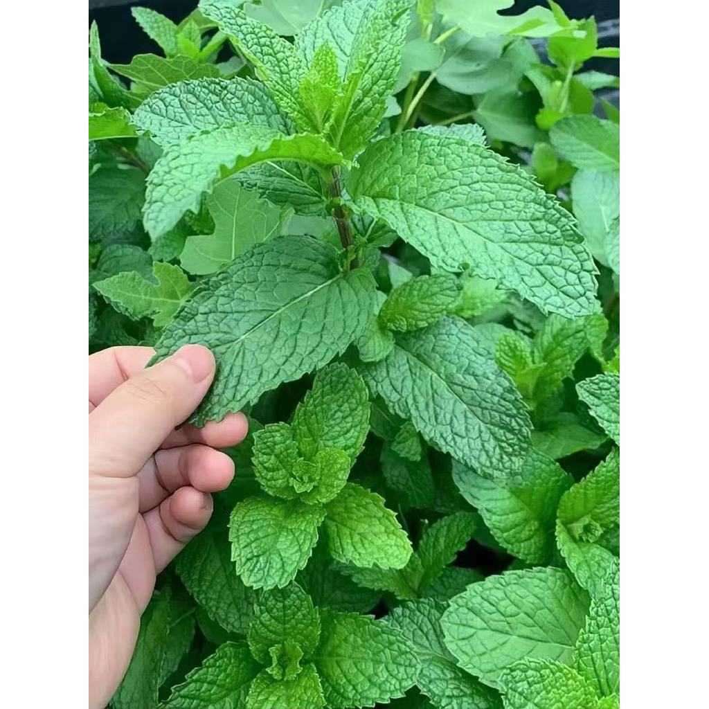 Edible Natural Mint Herbs Seeds ปลูกง่าย(2000เมล็ด/ซอง)เมล็ดสะระแหน่  ตั้งค่าโครงการ สะระแหน่ตั้งค่าโครงการ