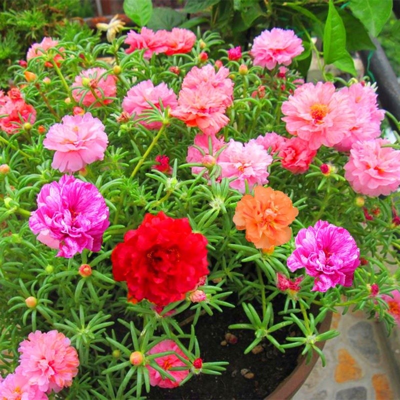 ไม้ดอก 200 เมล็ด Portulaca Seedดอกคุณนายตื่นสายซ้อน ไม้ประดับภูมิสถาปัตยกรรม ผลผลิตสูงคุณภาพดีผลผลิตสูง