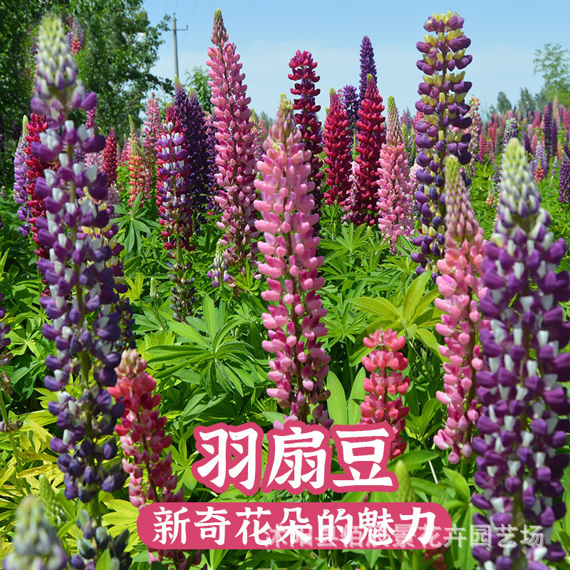 พืชกระถางดอกไม้ Lubing Flower Seed Feather Fan Bean Flower Seed สำหรับระเบียง บริเวณรอบบ้าน และสวน