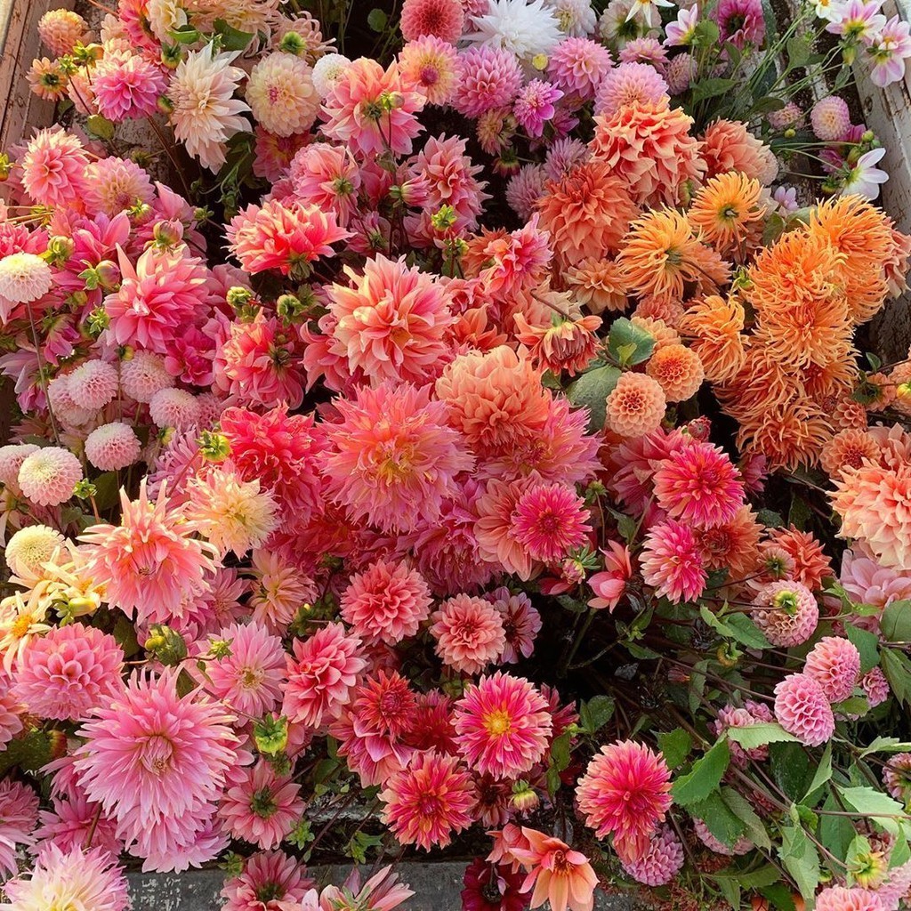 เมล็ดพันธ์ุดอกไม้ เมล็ดรักเร่ ผลผลิตสูง ดอกรักเร่คละสี (Dahlia Flower Seed) บรรจุ 100 เมล็ด เมล็ดดอกรักเร่ผลผลิตสูง