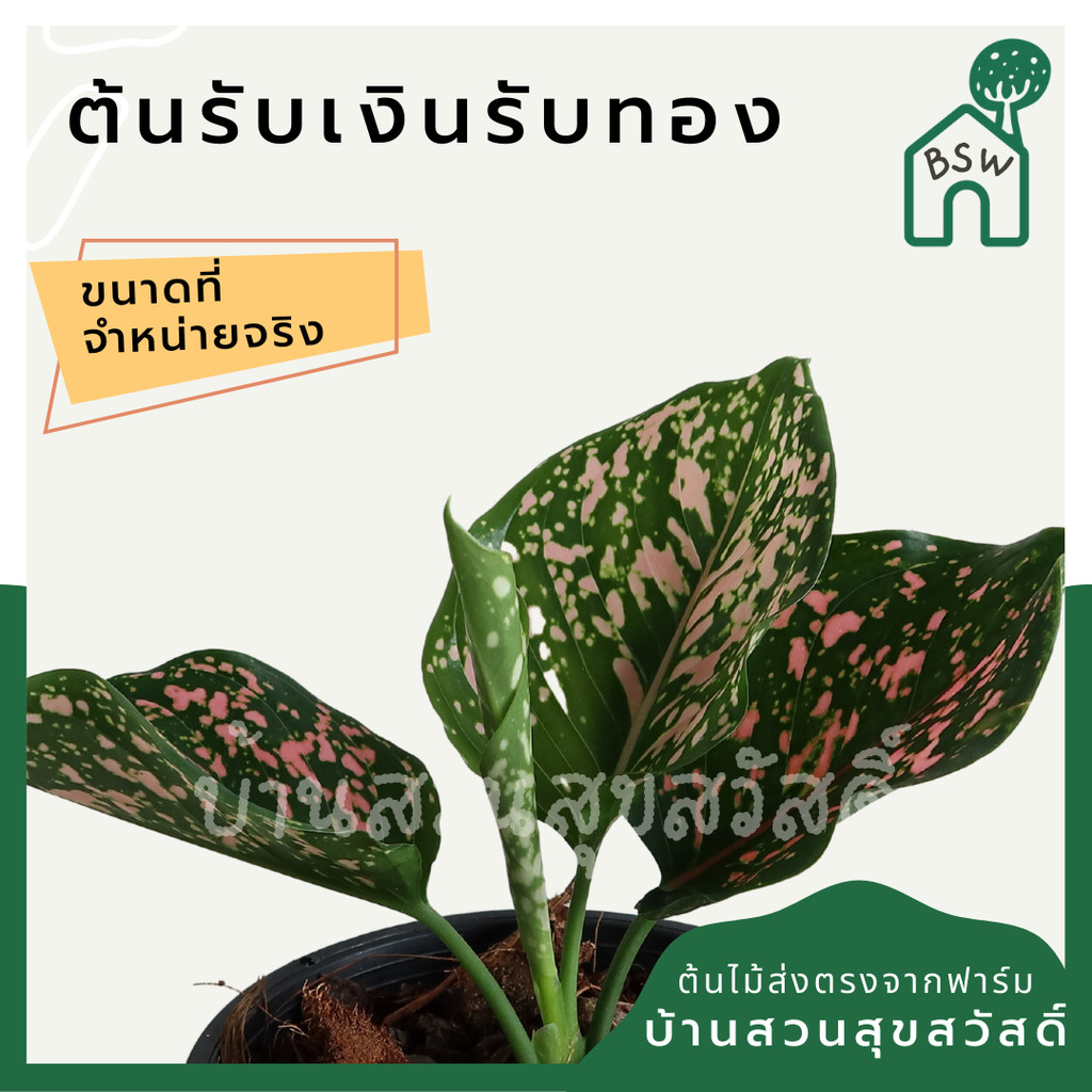 มุมมอง 2