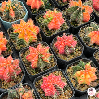 ยิมโนด่างหัวสี ไม้เมล็ด Gymnocalycium hybrid seedling แคคตัส กระบองเพชร cactus&succulent