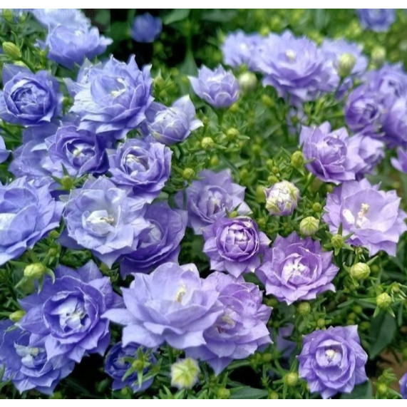 Bellflower Seeds Flower Seeds สำหรับทำสวน (ผสมสี 150 เมล็ด) เมล็ดบอนไซสำหรับการปลูก ผลผลิตสูง